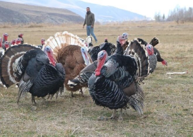 Hakkari’de yılbaşı öncesi hindiler satışa çıktı: Fiyatı 4 bin lirayı buluyor